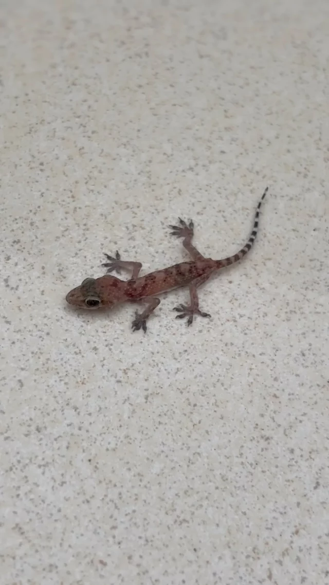This little fellow was our companion for so long
This  Hemidactylus turcicus or Mediterranean house-gecko

But it was time to say goodbye 
And set her free

Good luck cute Gecko! 

#iousía #retreats #housegecko #geckosofig #goodluckgecko